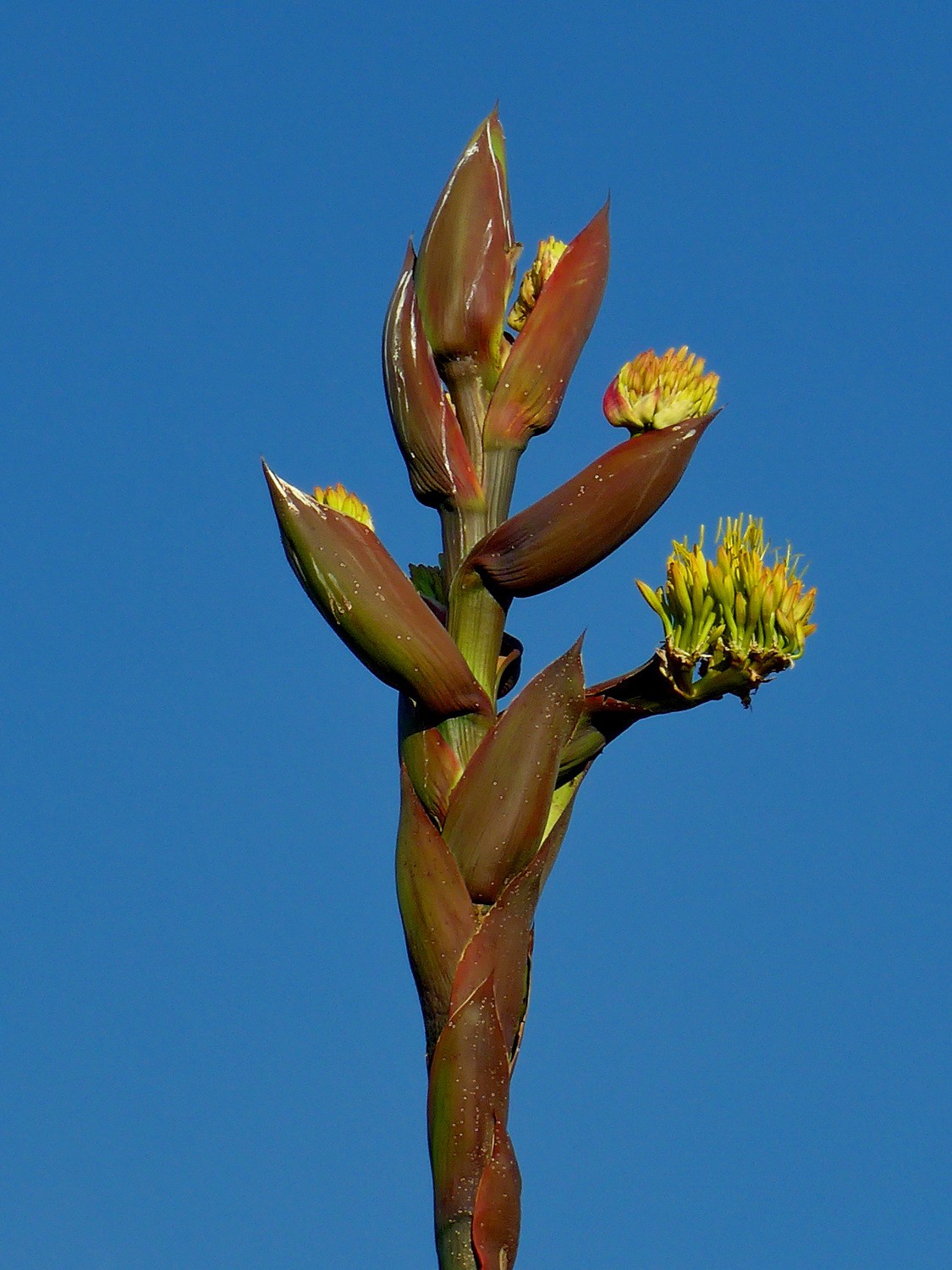 Flower of a agave